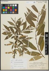 Foto von Salix alba L. x Salix pentandra L.